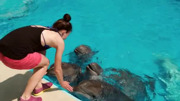 Pullonokkadelfiinit Leikkivät Naisen Kanssa Delfiini Avusteinen Hoito — kuvapankkivideo