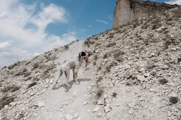 White Dog Standing Hillside — Stock Photo, Image