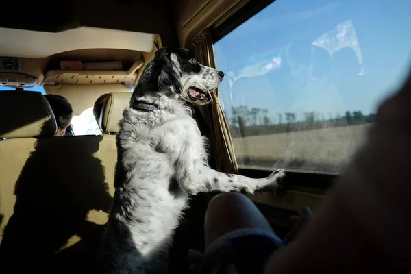 White Setter Dog Riding Car — Stock Photo, Image