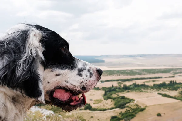 Perro Grande Blanco Mirando Hacia Abajo Llanura Inglés Setter Aire — Foto de Stock