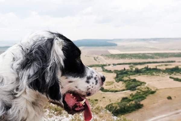 white big Dog looking down on plain. English setter outdoors