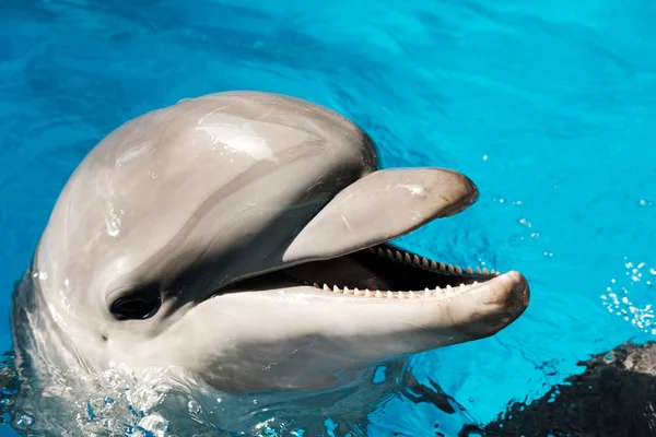 Große Tümmler Schwimmen Blauen Wasser Delfintherapie — Stockfoto