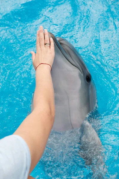 Woman Touching Bottlenose Dolphin Blue Water Coach Training Dolphin Dolphin — Stock Photo, Image