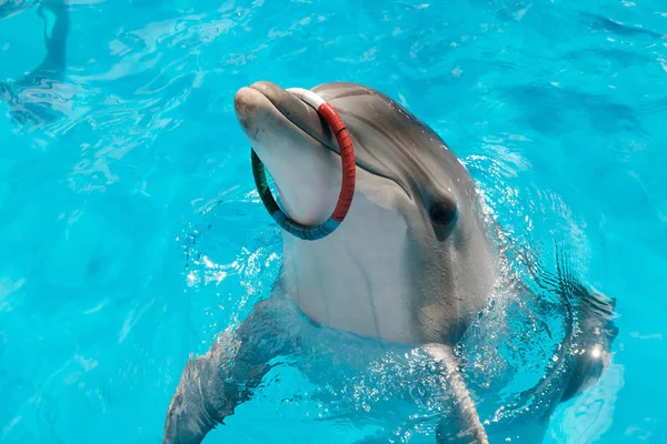 Lyckligt Leende Flasknosdelfiner Leker Med Färgglada Ring Blått Vatten Dolphin — Stockfoto