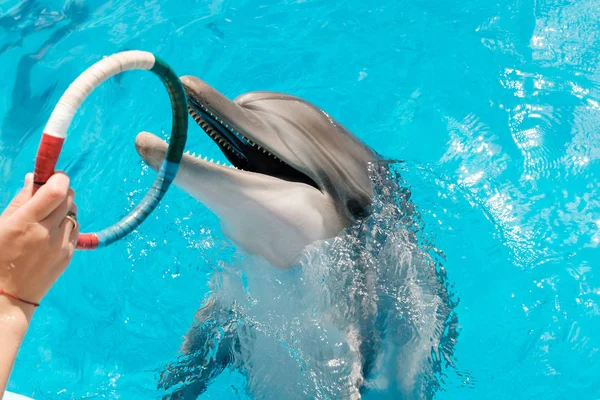 Gelukkig Lachend Bottlenose Dolfijnen Spelen Met Kleurrijke Ring Blauwe Water — Stockfoto