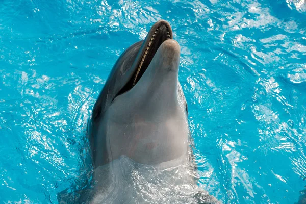 Flasknosdelfin Simning Blå Vatten Dolphin Assisted Therapy — Stockfoto