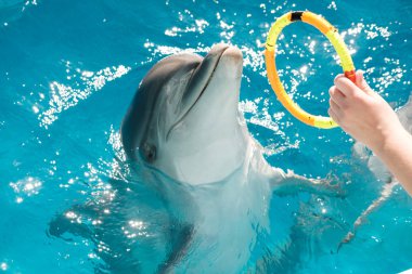 happy smiling bottlenose dolphins playing with colorful ring in blue water. Dolphin Assisted Therapy clipart