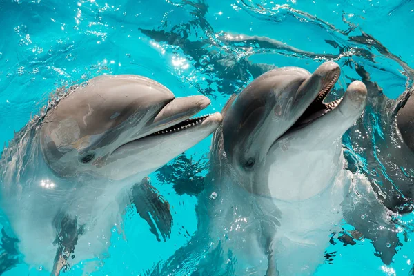 Portrait Happy Smiling Bottlenose Dolphins Blue Water Dolphin Assisted Therapy — Stock Photo, Image