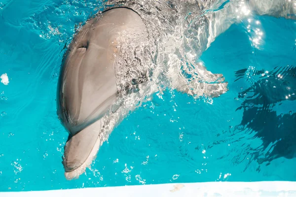 在蓝色的水中一个快乐的微笑的宽吻海豚的肖像 海豚辅助治疗 — 图库照片