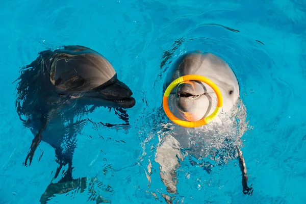 快乐的微笑的宽吻海豚在蓝色的水中玩五颜六色的戒指 海豚辅助治疗 — 图库照片