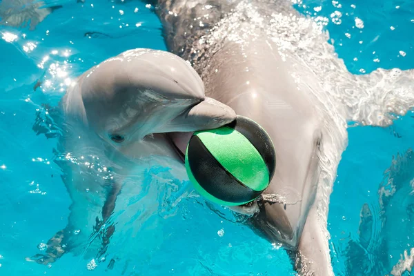 Happy Smiling Bottlenose Dolphins Playing Ball Blue Water Mother Dolphin — Stock Photo, Image