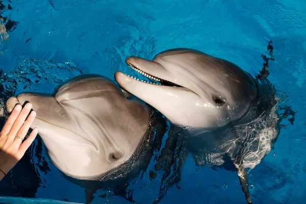 Портрет Счастливого Улыбающегося Дельфина Голубой Воде Дельфинотерапия — стоковое фото