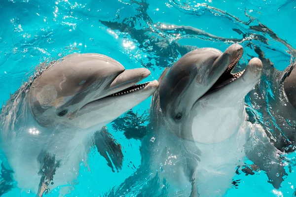 Dolphin gray: imágenes, fotos de stock libres de derechos | Depositphotos