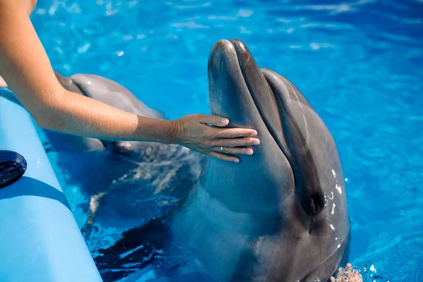 有海豚的女教练妇女触摸和玩与宽吻海豚在蓝色的水 海豚辅助治疗 — 图库照片