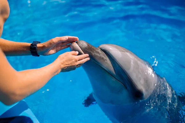 Kvinnelig Trener Med Dolphin Kvinne Som Tar Leker Med Bottlenose – stockfoto