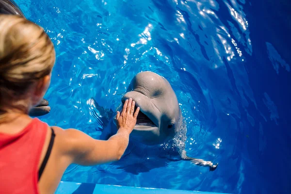Female coach with Beluga whale. Woman touching and playing with white Whale in blue Water. Dolphin Assisted Therapy. Beluga, white Whale in blue Water.