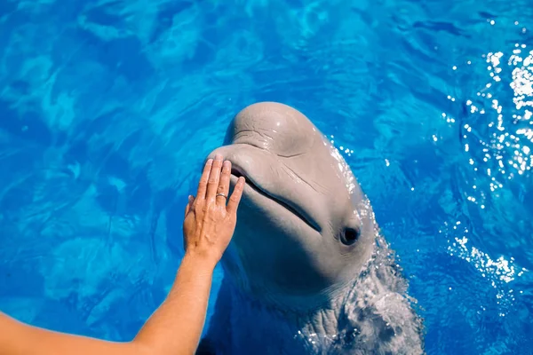 Female coach with Beluga whale. Woman touching and playing with white Whale in blue Water. Dolphin Assisted Therapy. Beluga, white Whale in blue Water.