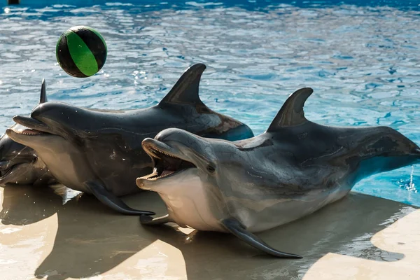 快乐的微笑的宽吻海豚在舞台上玩球 海豚辅助治疗 — 图库照片