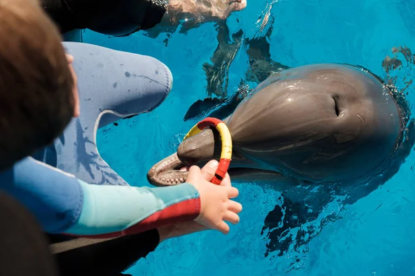 Gutt Som Leker Med Delfiner Blått Vann Dolfinassistert Terapi – stockfoto