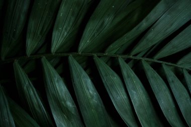 Yaratıcı doğa düzen tropikal yapılmış bırakır. Palmiye yaprak yeşillik bitki bush, çiçek düzenleme, doğa. Düz yatıyordu. Yaz konsepti. Arka plan