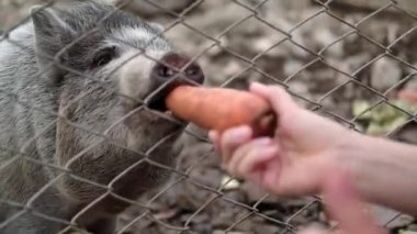Domuz havucu besleyen kadın. Metal bir çitin arkasındaki çiftlikte domuz yemeği yiyor. Avlu, bahçe ekonomisi, çiftlik, hayvancılık, tarım