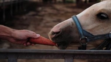 Domuz atını besleyen adam. Çitin arkasındaki çiftlikte at yeme. Avlu, bahçe ekonomisi, çiftlik, hayvancılık, tarım, at yetiştiriciliği