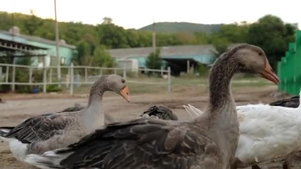 Gänse Auf Bauernhof Schwärme Von Graugänsen Hof Hofwirtschaft Geflügelzucht Tierhaltung — Stockvideo