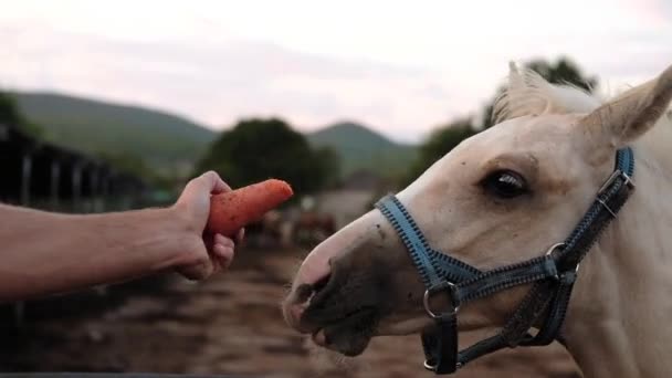 Człowiek Karmienia Konia Wieprzowego Koni Jedzenia Farmie Ogrodzeniem Dziedziniec Gospodarka — Wideo stockowe