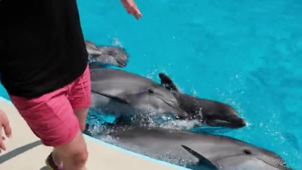 妇女触摸宽吻海豚在蓝色的水 训练海豚的教练 海豚辅助治疗 — 图库视频影像
