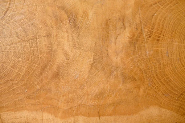 tree trunk cross section, Slice pine tree. Wooden background. Close up