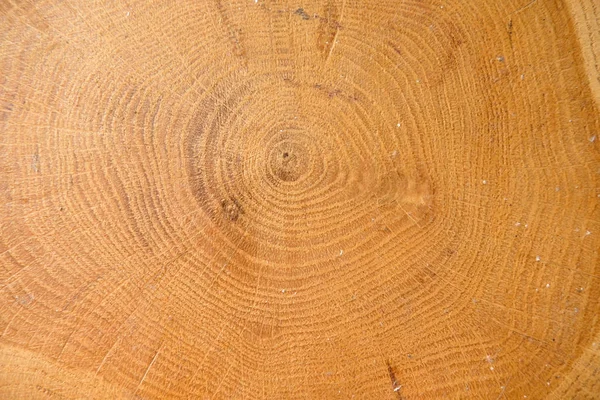 Przekrój Pnia Drzewa Plasterek Sosny Drewniane Tło Zbliżenie — Zdjęcie stockowe