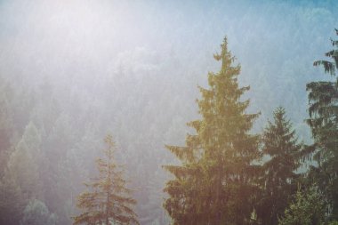 Sis aracılığıyla güneş tarafından aydınlatılmış ağaçlar. Düşük Tatra Dağları, Slovakya