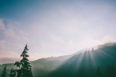 Sis aracılığıyla güneş tarafından aydınlatılmış ağaçlar. Düşük Tatra Dağları, Slovakya