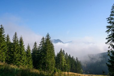 Sis aracılığıyla güneş tarafından aydınlatılmış ağaçlar. Düşük Tatra Dağları, Slovakya
