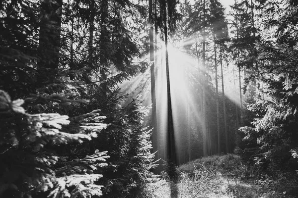 Árboles Iluminados Por Rayos Sol Través Niebla Montañas Bajas Tatra —  Fotos de Stock
