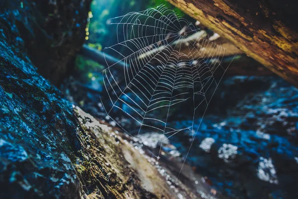 Cobweb Durante Nascer Sol Parque Nacional Eslovenia Raj Situado Parte — Fotografia de Stock