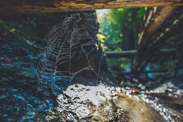 Cobweb Durante Nascer Sol Parque Nacional Eslovenia Raj Situado Parte — Fotografia de Stock