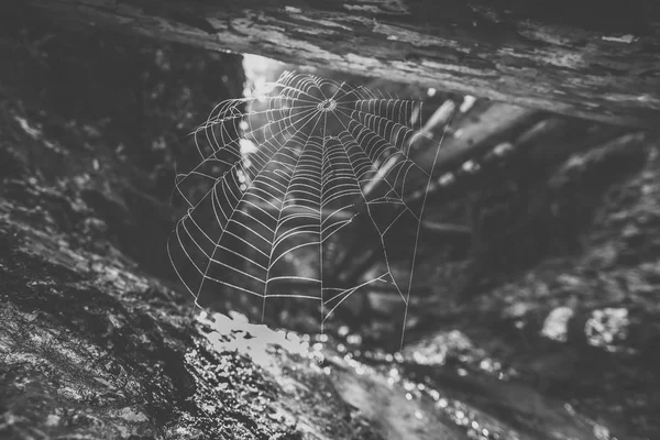 Cobweb Durante Nascer Sol Parque Nacional Eslovenia Raj Situado Parte — Fotografia de Stock