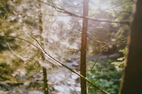 Cobweb Során Naplemente Slovensky Raj Nemzeti Park Amely Szlovákia Keleti — Stock Fotó