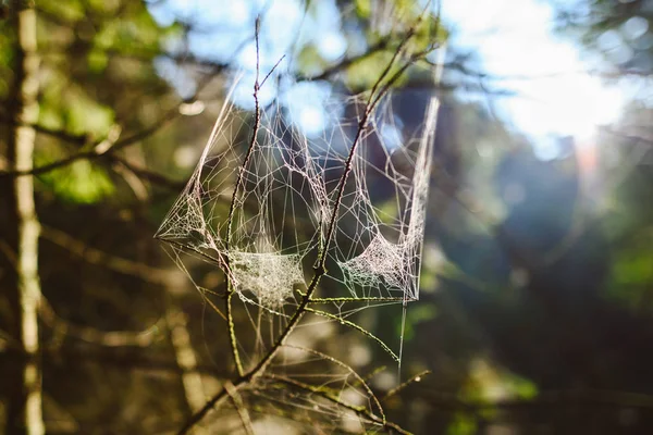 Cobweb Durante Pôr Sol Parque Nacional Eslovenia Raj Situado Parte — Fotografia de Stock