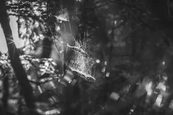 Cobweb Sunset Light Choc Mountains Range Mountains North Central Slovakia — Stock Photo, Image