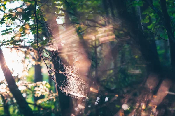 Cobweb Sunset Light Choc Mountains Range Mountains North Central Slovakia — Stock Photo, Image