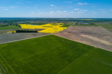 Kaunas County, Litvanya sarı tecavüz alanının havadan görünümü