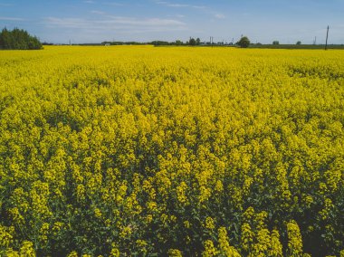 Kaunas County, Litvanya sarı tecavüz alanının havadan görünümü