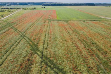 Drone havadan görünümü alanının haşhaş, ilçe Panevezys, Litvanya