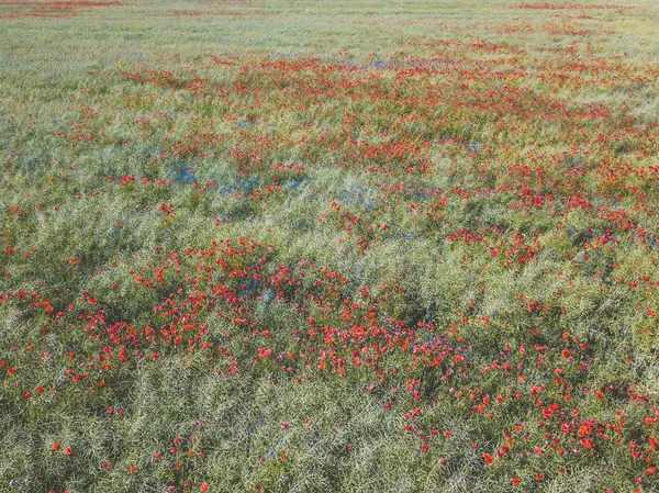 Drone Aerial View Poppy Field Panevezys County Lithuania — Stock Photo, Image