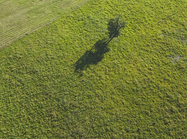 Pandangan Udara Drone Lapangan Hijau Dan Pohon Lithuania Musim Panas — Stok Foto