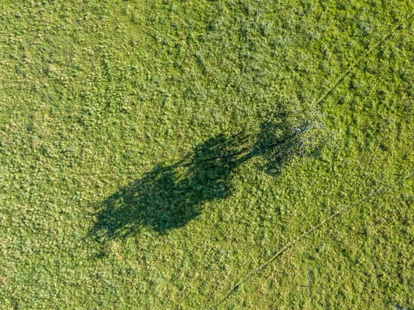 Drone Vista Aerea Campo Verde Albero Lituania Stagione Estiva — Foto Stock