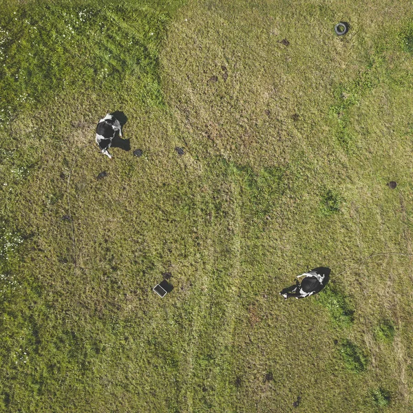 Drone Veduta Aerea Delle Mucche Pascolo Contea Kaunas Lituania — Foto Stock