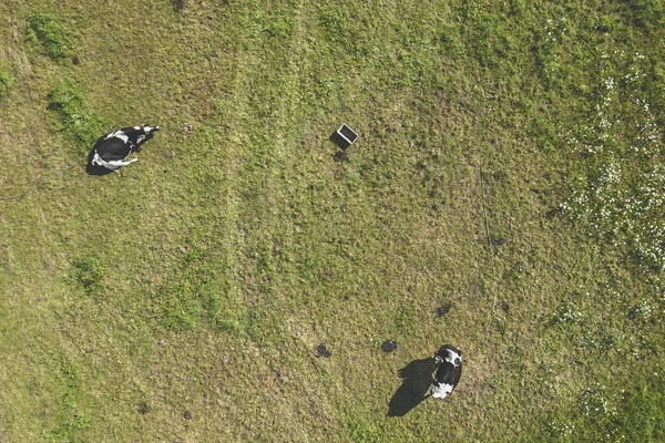 Drone Veduta Aerea Delle Mucche Pascolo Contea Kaunas Lituania — Foto Stock